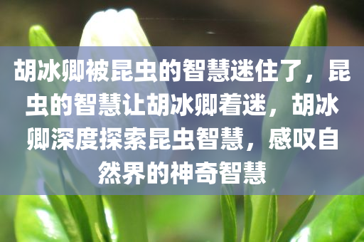 胡冰卿被昆虫的智慧迷住了，昆虫的智慧让胡冰卿着迷，胡冰卿深度探索昆虫智慧，感叹自然界的神奇智慧