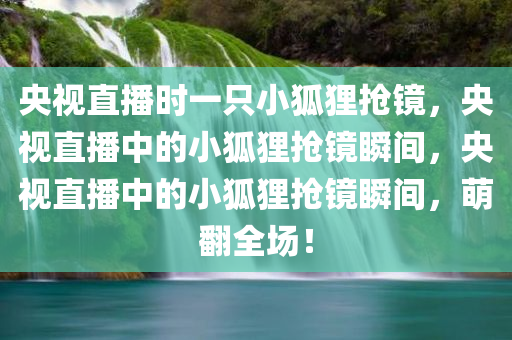 央视直播时一只小狐狸抢镜，央视直播中的小狐狸抢镜瞬间，央视直播中的小狐狸抢镜瞬间，萌翻全场！