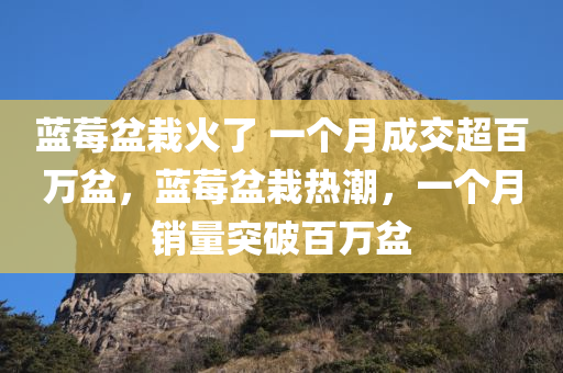 蓝莓盆栽火了 一个月成交超百万盆，蓝莓盆栽热潮，一个月销量突破百万盆