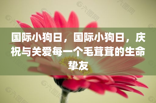 国际小狗日，国际小狗日，庆祝与关爱每一个毛茸茸的生命挚友