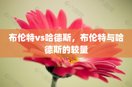 布伦特vs哈德斯，布伦特与哈德斯的较量今晚必出三肖2025_2025新澳门精准免费提供·精确判断