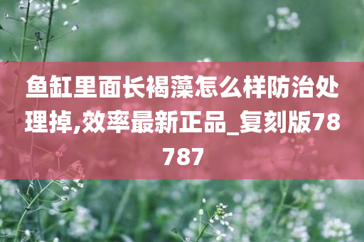 鱼缸清洁